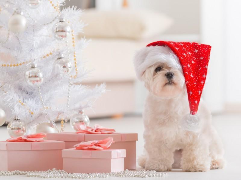 Cute pet next to Christmas gifts.