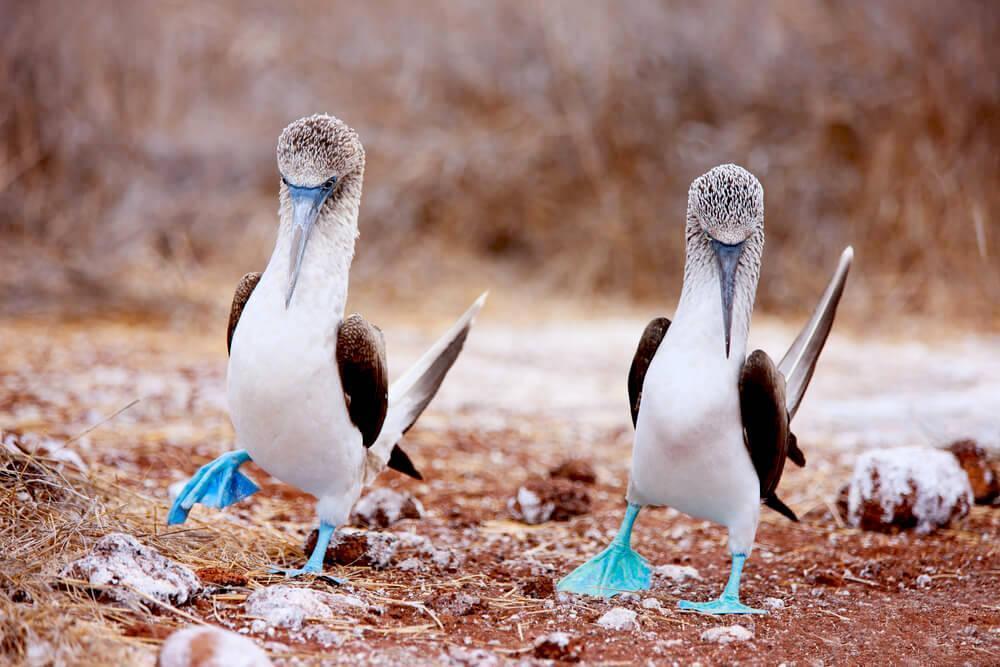 blue-footed booby at the Galapagos Islands