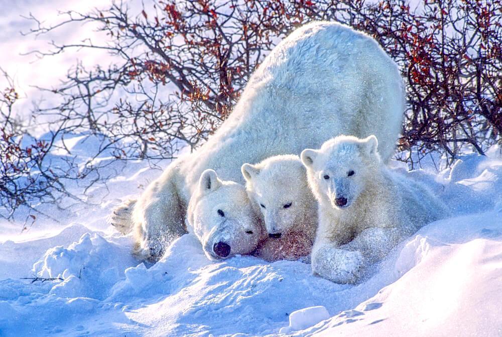 Polar bear with its cubs in snowy Churchill