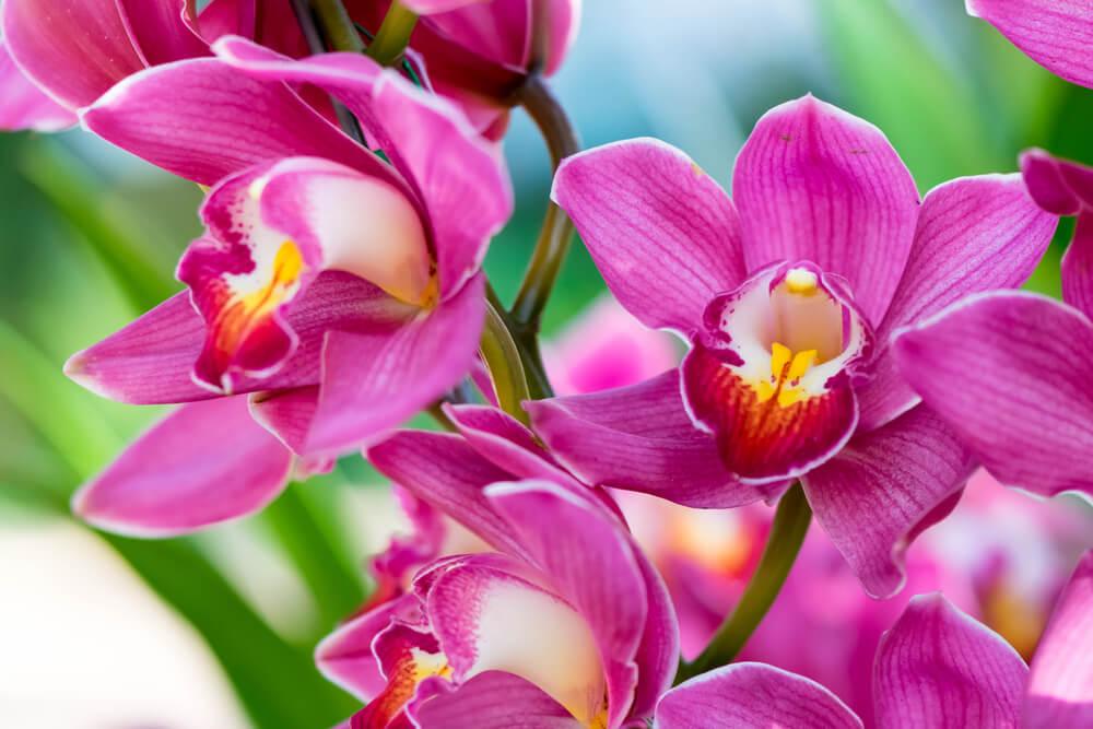 Orchids