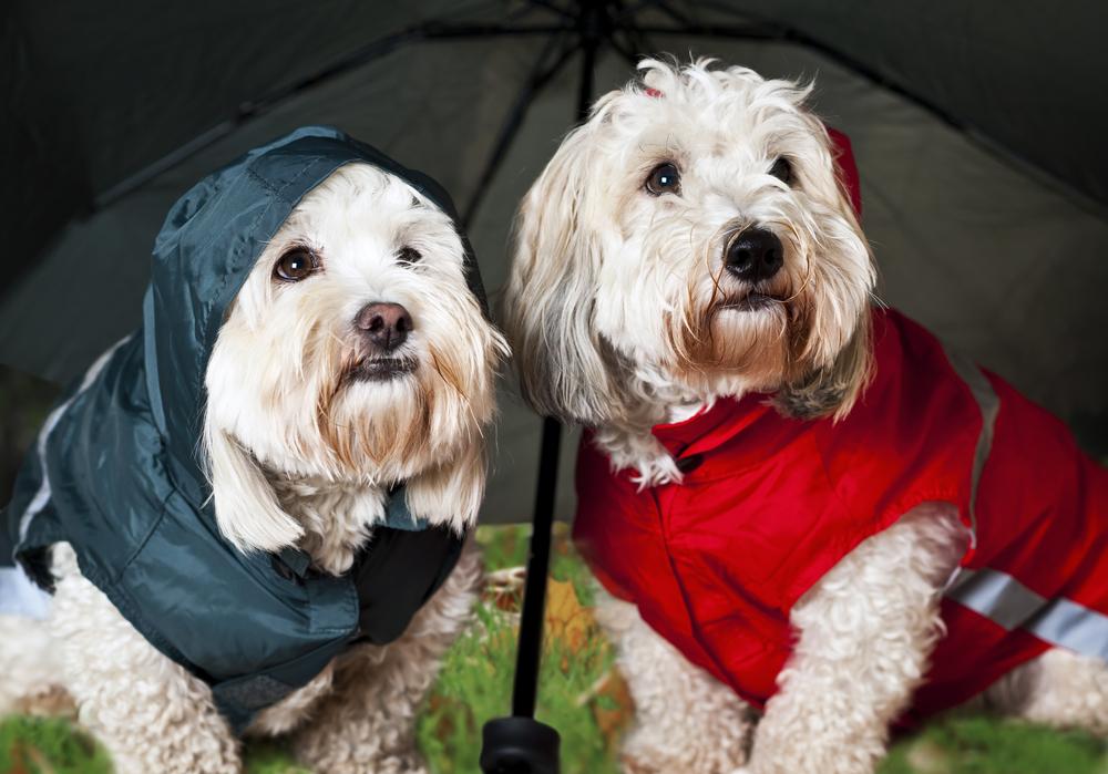 Two dogs wearing raincoats escaping the rain. 