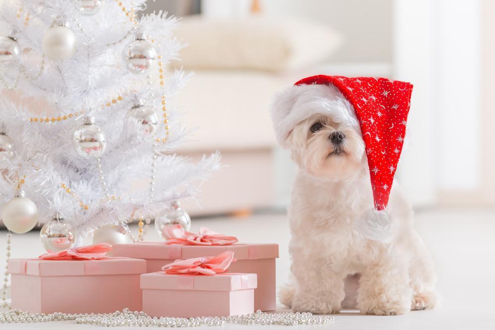 Cute pet next to Christmas gifts.