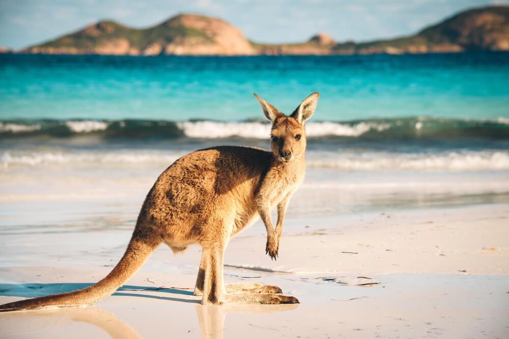 Kangaroo on a beach in Australia