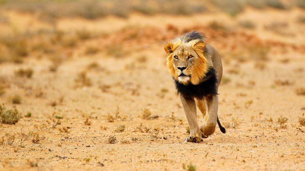 Lone lion prowling the bare fields of South Africa