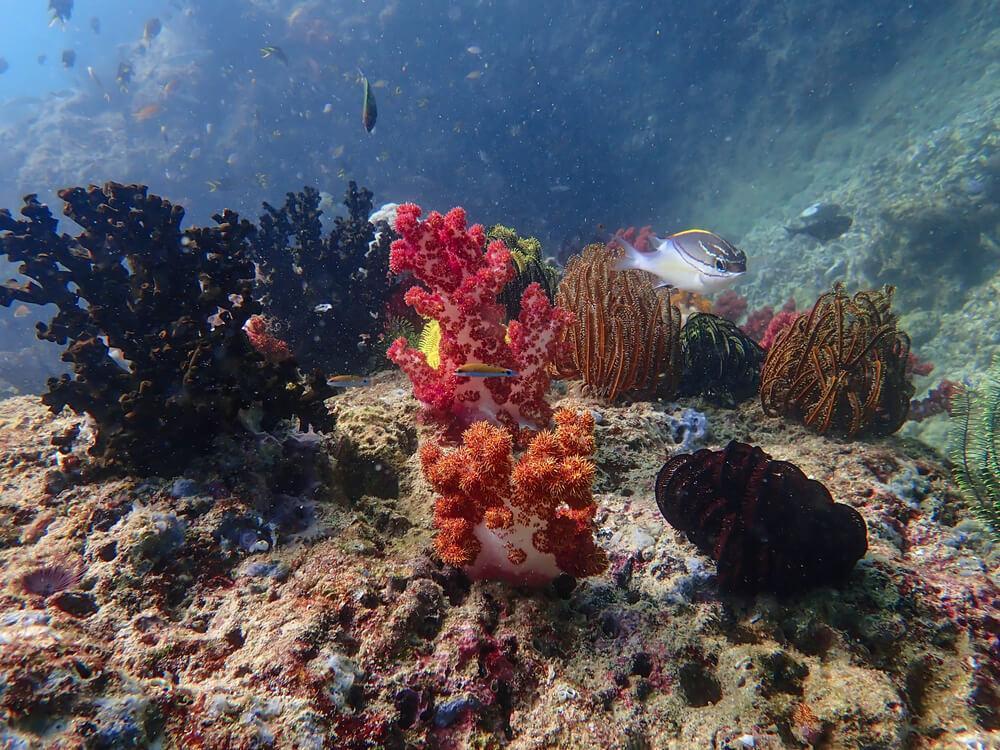 Seaweed growing on corals underwater